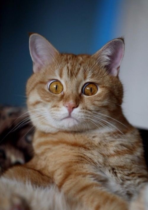 Крайне удивлённые коты