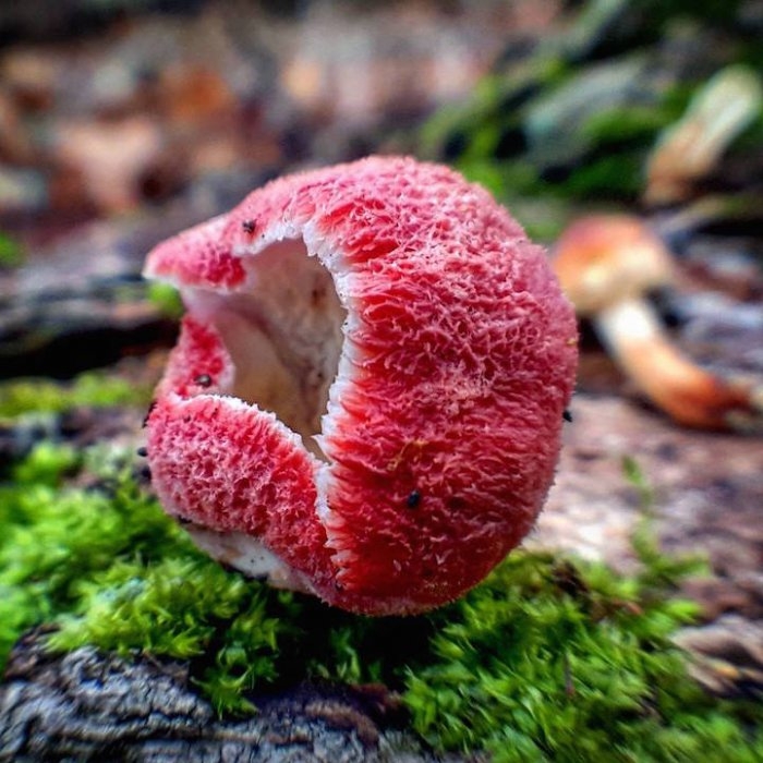 Невероятное разнообразие грибов от фотографа Райана Грасторфа