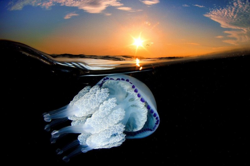 Великолепие медузы