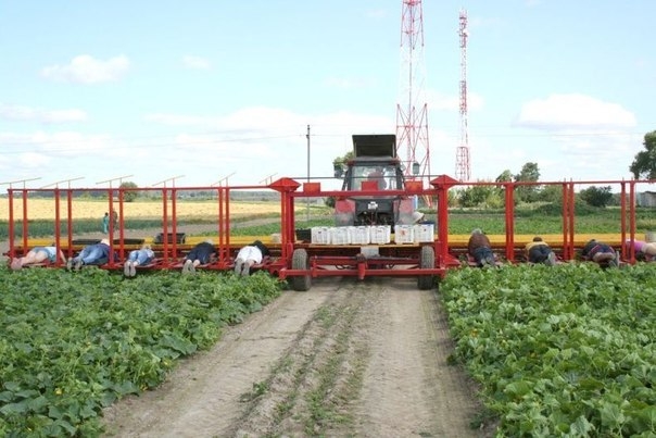 Сбор урожая огурцов по-белорусски