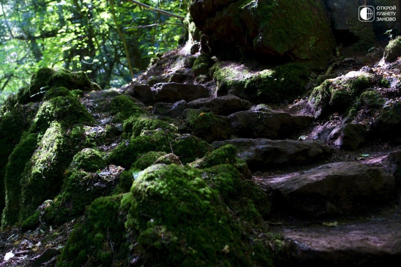 Puzzlewood - загадочный лес Puzzlewood - загадочный лес