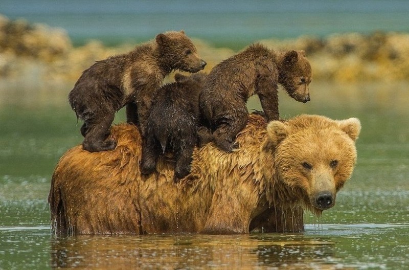 Медведица с медвежатами в Национальном парке и заповеднике Катмай