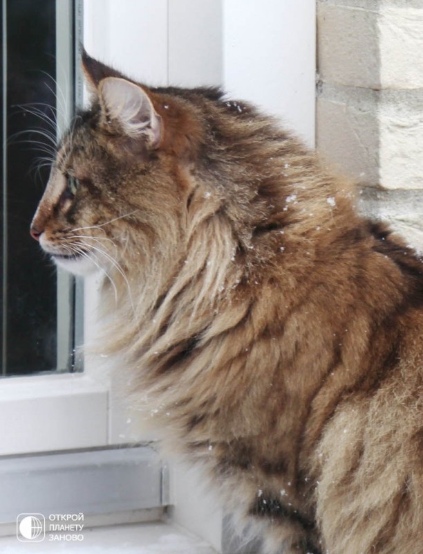 Норвежская лесная кошка Норвежская лесная кошка