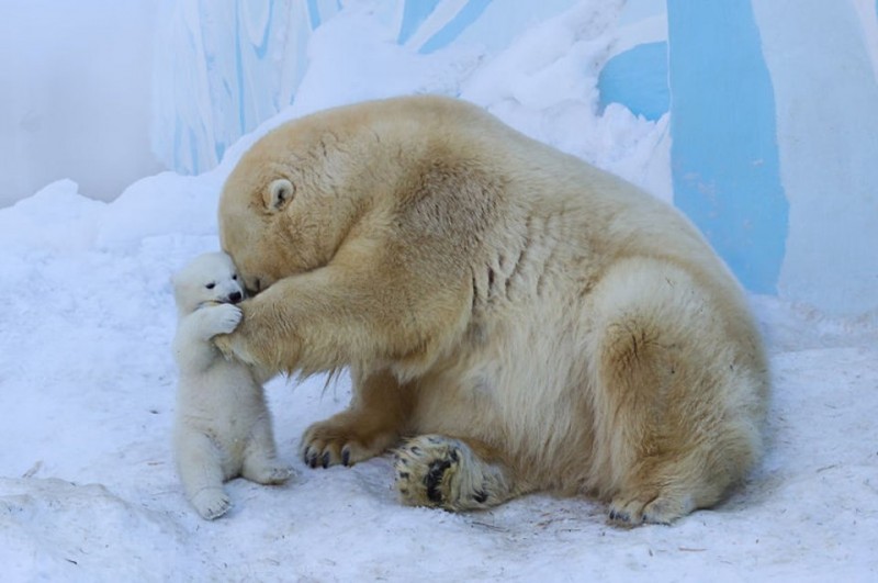 Белая медведица Герда впервые вывела своего малыша из берлоги.