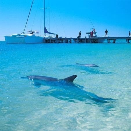 Пляж с дельфинами