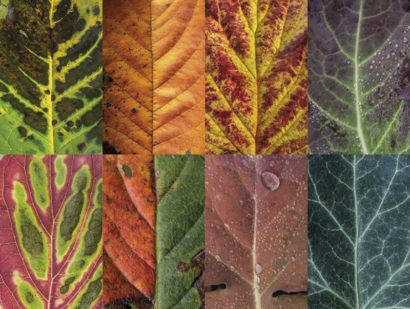 Уникальные текстуры и краски осенних листьев на снимках польского фотографа Ника Sepia