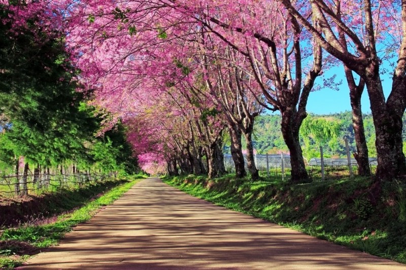Прекрасная весна в Японии