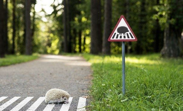 Миниатюрные дорожные знаки для крошечных жителей Вильнюса