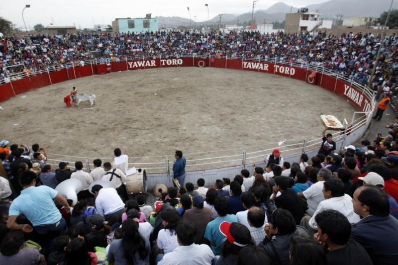 Фестиваль корриды в Перу.