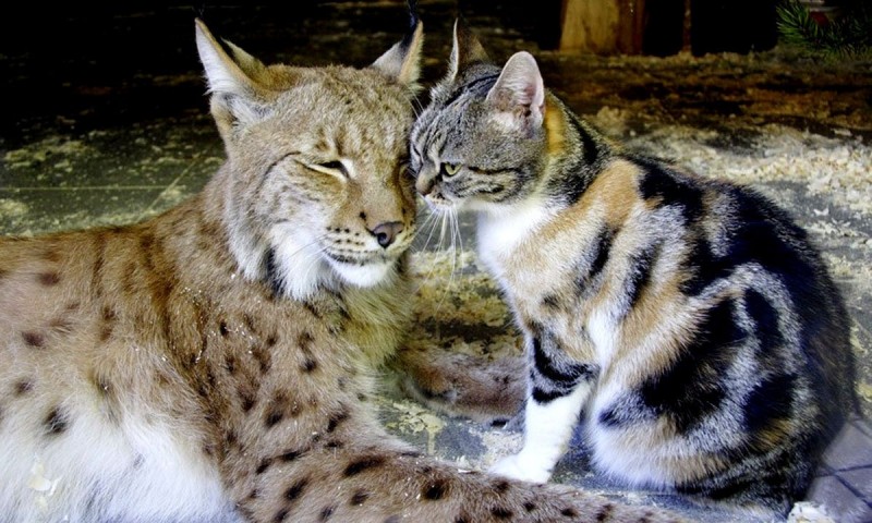 Две подруги из Ленинградского зоопарка