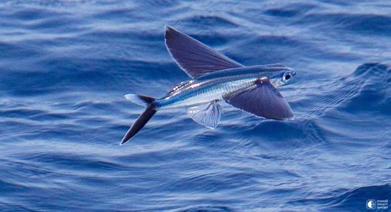 Летучие рыбы - символ Барбадоса