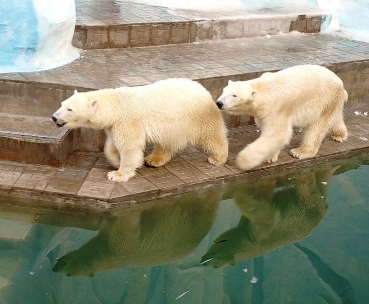 Белые медведи в зоопарке Новосибирска.