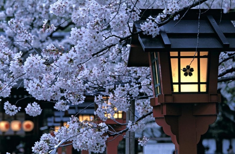 О-ханами — фестиваль цветения и любования сакурой в Японии