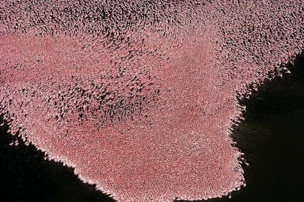 Миллионы розовых фламинго на озере Накуру, Кения