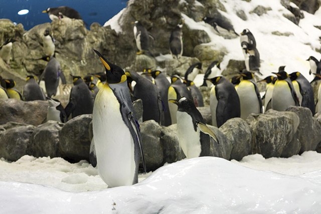 Пингвинарий на Канарских Островах, Лоро Парк на сказочном Тенерифе