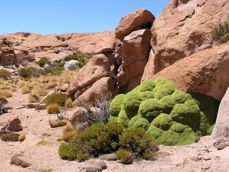 Ярета - 3000-летнее растение