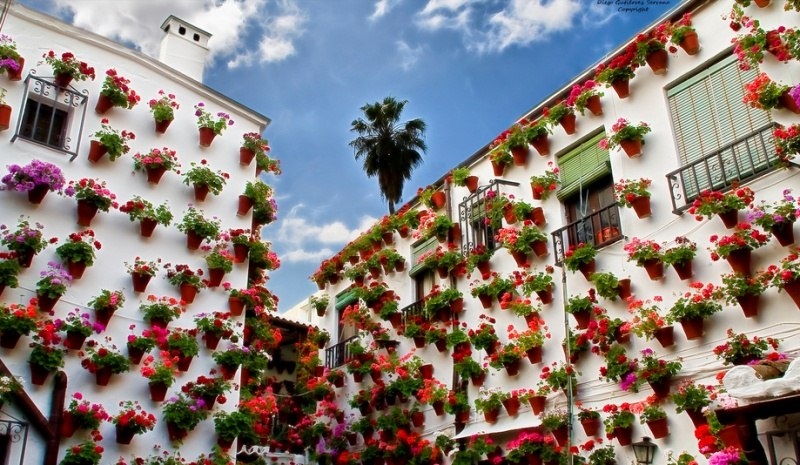 Прекрасный фестиваль цветов в патио (Кордова, Испания)