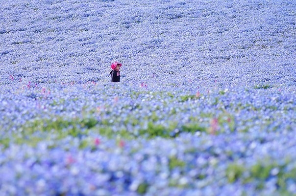 Несколько миллионов цветов немофилы зацвели в японском парке Хитачи-Сисайд