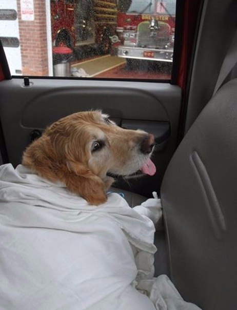 Собака-поводырь бросилась под автобус, чтобы спасти свою слепую хозяйку