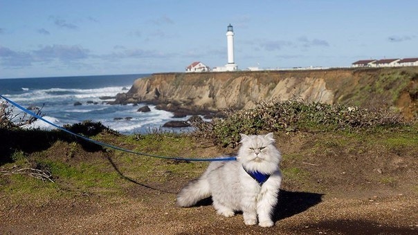 Довольный путешествующий калифорнийский котейка