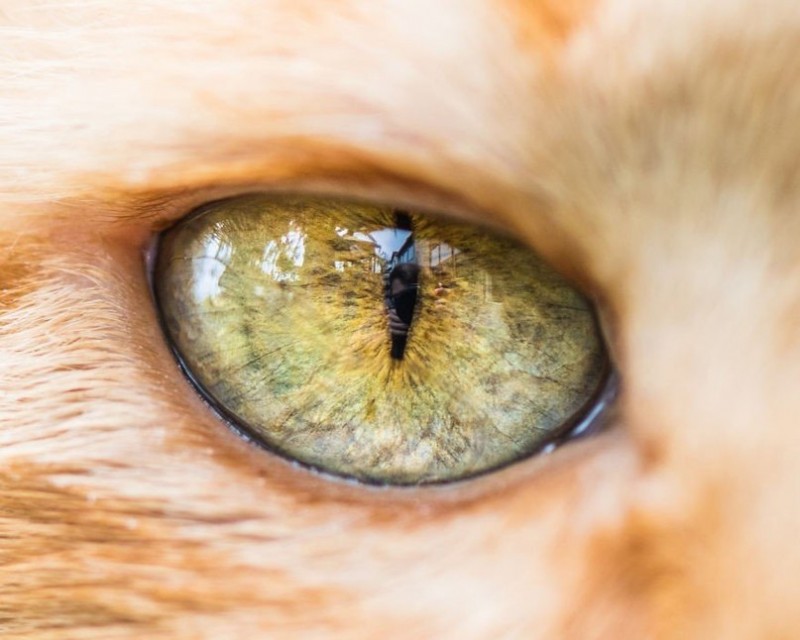 Макросъемка кошачьих глаз