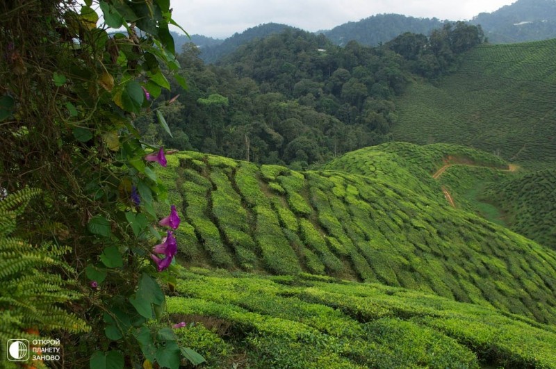Чайные плантации в Камерон Хайлендс, Малайзия