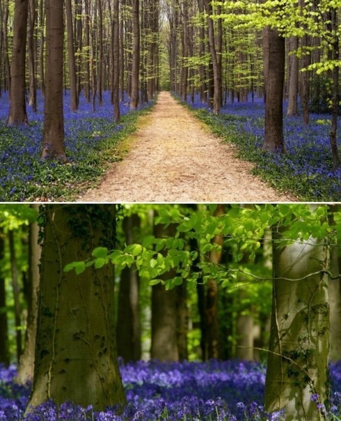 Колокольчиковый лес Hallerbos в Бельгии.