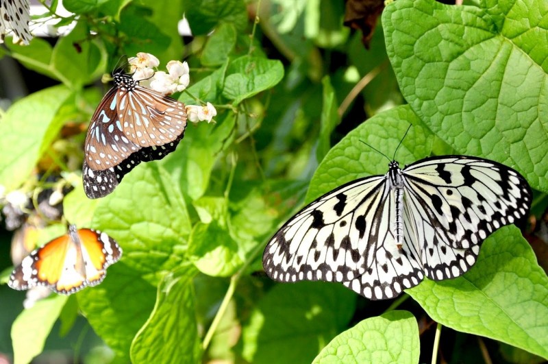 Сад бабочек на острове Самуи