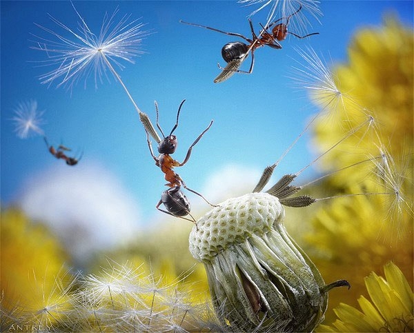 Жизнь муравьев