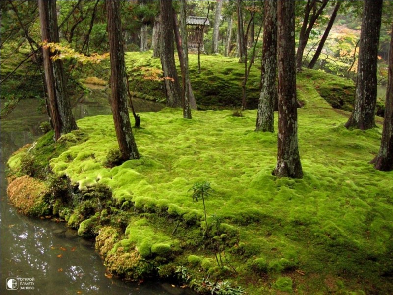 Сад мхов Saiho-ji. Япония