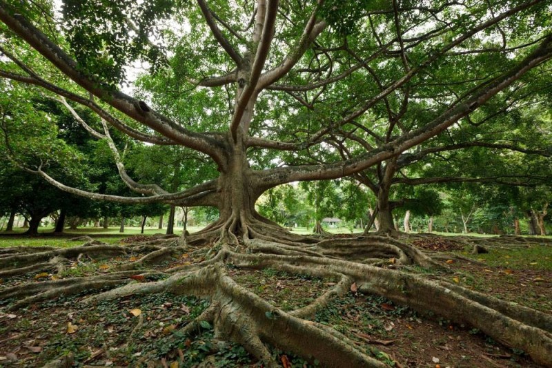 Королевский Ботанический Сад, Шри-Ланка