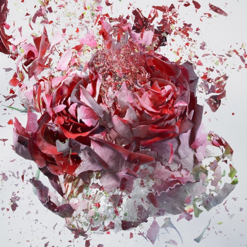 Цветочные взрывы в высокоскоростной съемке Мартина Климаса