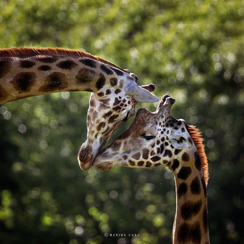 Удивительные животные на фотографиях Марины Кано