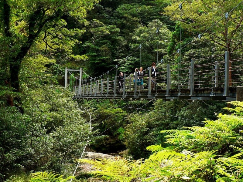 Якусима - японский остров, покрытый лесами
