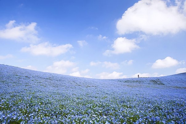 Несколько миллионов цветов немофилы зацвели в японском парке Хитачи-Сисайд
