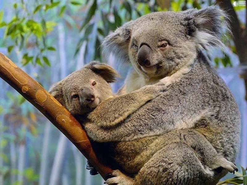 Коала - непьющий зверь Коала - непьющий зверь