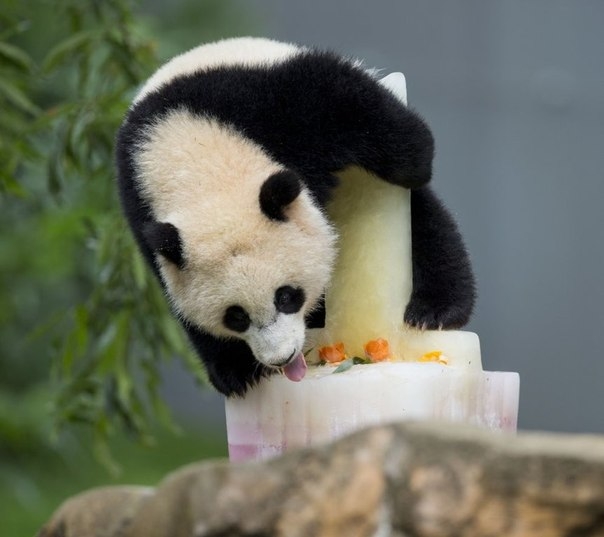 День рождения маленькой панды.