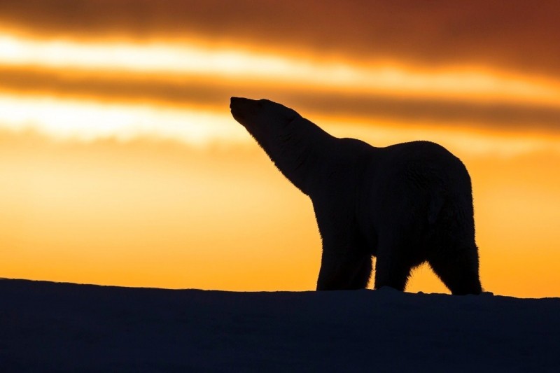 Белые медведи на фоне Арктического заката
