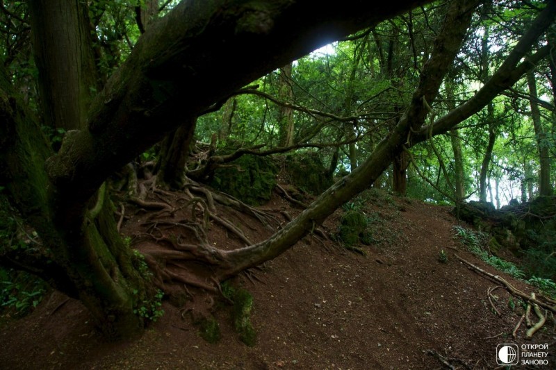 Puzzlewood - загадочный лес Puzzlewood - загадочный лес