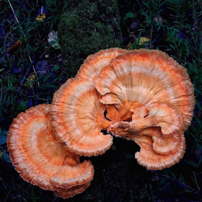 Невероятное разнообразие грибов от фотографа Райана Грасторфа