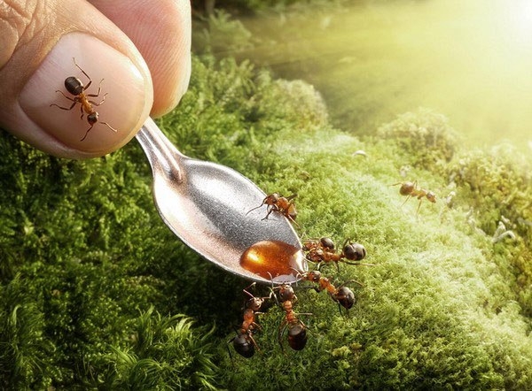 Жизнь муравьев