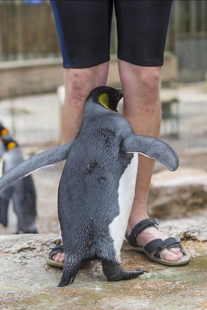 Пингвин, который боится воды