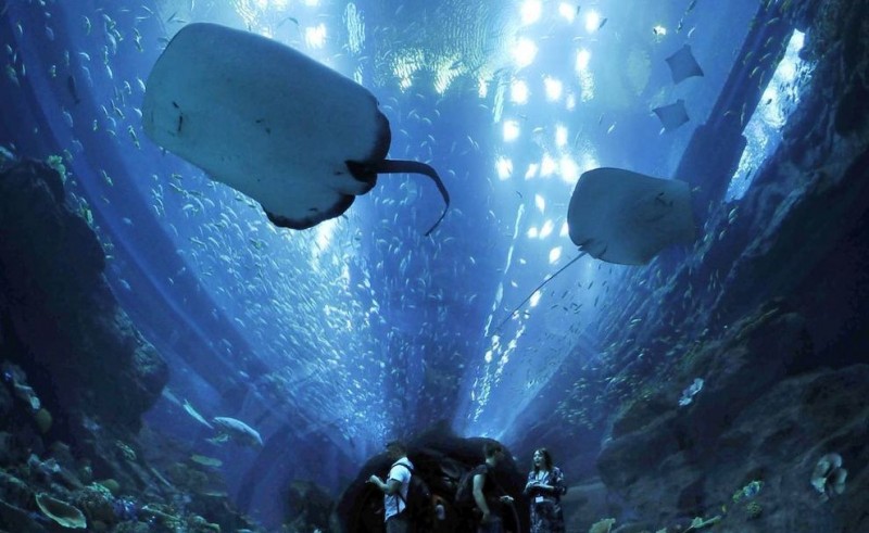 Огромный аквариум - Dubai Mall Aquarium, Дубай (ОАЭ)