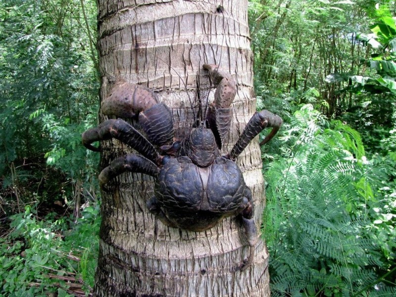 Удивительное существо - кокосовый краб или пальмовый вор