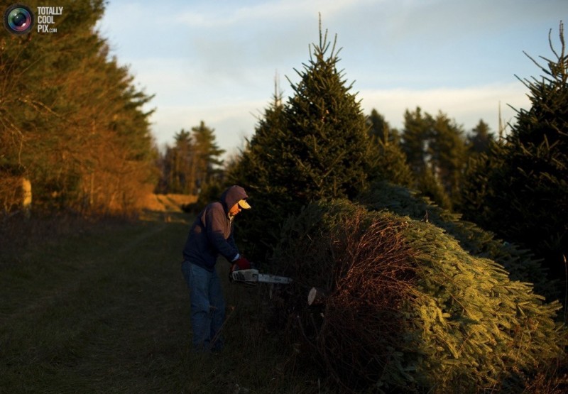 Как готовят рождественские елки в Америке