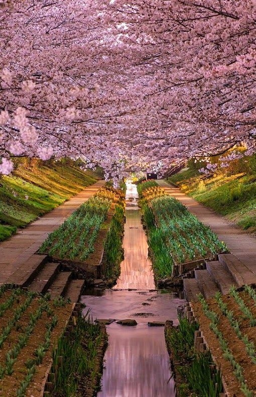 Цветочные аллеи Японии