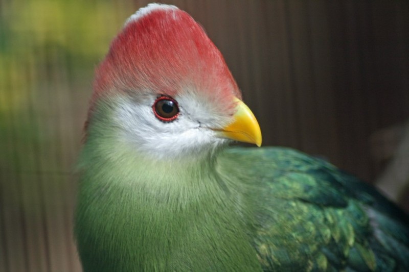 Краснохохлый турако - птица, перья которой являются музейными экспонатами