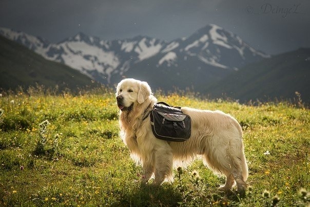 Собаки тоже любят путешествовать