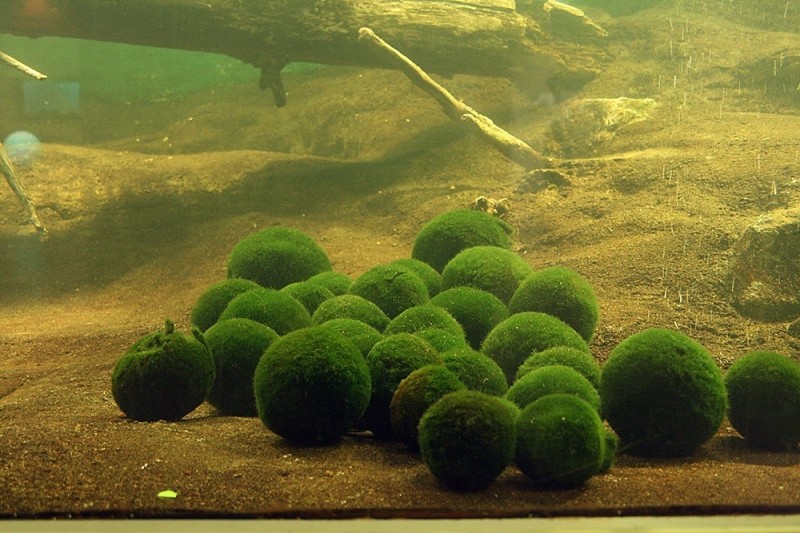 Уникальные шаровые водоросли Уникальные шаровые водоросли