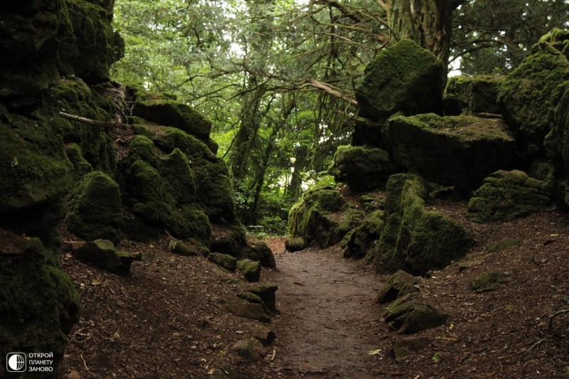 Puzzlewood - загадочный лес Puzzlewood - загадочный лес